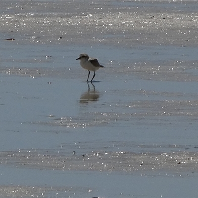 Unidentified Shorebird at Monkey Mia, WA - 10 Sep 2024 by Paul4K