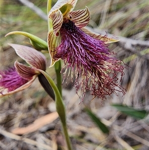 Calochilus platychilus at Uriarra Village, ACT - suppressed