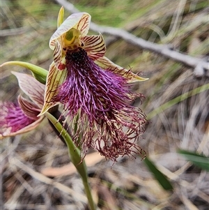 Calochilus platychilus at Uriarra Village, ACT - suppressed