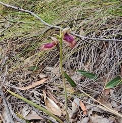 Calochilus platychilus at Uriarra Village, ACT - suppressed