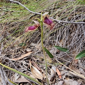 Calochilus platychilus at Uriarra Village, ACT - suppressed