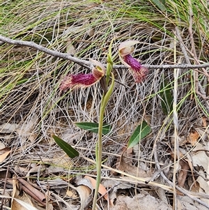 Calochilus platychilus at Uriarra Village, ACT - suppressed