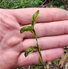 Bunochilus montanus (ACT) = Pterostylis jonesii (NSW) (Montane Leafy Greenhood) at Uriarra Village, ACT - 14 Oct 2024 by HarleyB