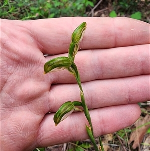 Bunochilus montanus (ACT) = Pterostylis jonesii (NSW) at Uriarra Village, ACT - 14 Oct 2024