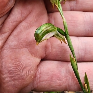 Bunochilus montanus (ACT) = Pterostylis jonesii (NSW) at Uriarra Village, ACT - 14 Oct 2024