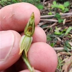 Bunochilus montanus (ACT) = Pterostylis jonesii (NSW) at Uriarra Village, ACT - 14 Oct 2024