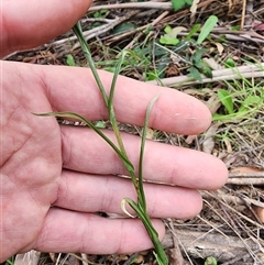 Bunochilus montanus at Uriarra Village, ACT - 14 Oct 2024