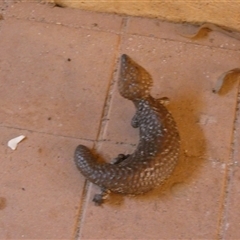 Tiliqua rugosa palarra at suppressed - suppressed