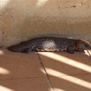 Tiliqua rugosa palarra at suppressed - suppressed