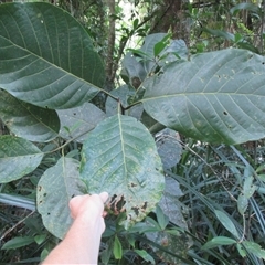 Litsea bindoniana (big–leaf bollywood) at Mossman Gorge, QLD - 13 Jul 2016 by Jason7Stewart2016onNM