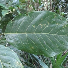 Litsea bindoniana at Mossman Gorge, QLD - 13 Jul 2016