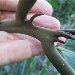 Litsea bindoniana at Mossman Gorge, QLD - 13 Jul 2016