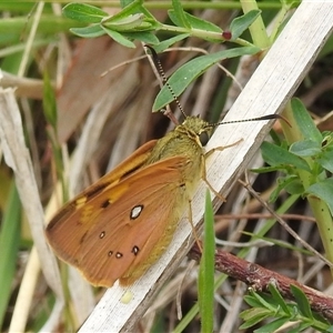 Trapezites eliena at Kambah, ACT - 14 Oct 2024