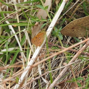 Trapezites eliena at Kambah, ACT - 14 Oct 2024