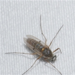 Unidentified Crane fly, midge, mosquito or gnat (several families) at Freshwater Creek, VIC - 18 Feb 2021 by WendyEM