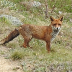 Vulpes vulpes (Red Fox) at Kambah, ACT - 14 Oct 2024 by HelenCross