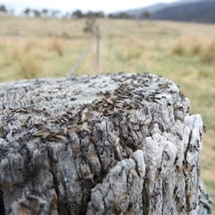 Papyrius sp. (genus) (A Coconut Ant) at Kambah, ACT - 14 Oct 2024 by HelenCross