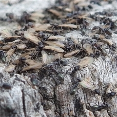 Papyrius sp. (genus) at Kambah, ACT - 14 Oct 2024