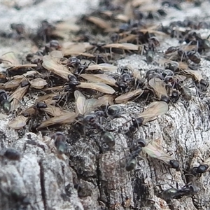 Papyrius sp. (genus) at Kambah, ACT - suppressed