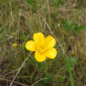 Ranunculus lappaceus at Kambah, ACT - 14 Oct 2024 01:22 PM