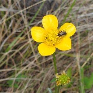 Ranunculus lappaceus at Kambah, ACT - 14 Oct 2024