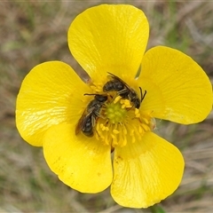 Ranunculus lappaceus at Kambah, ACT - 14 Oct 2024