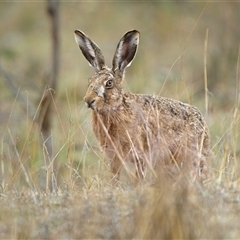 Lepus capensis (Brown Hare) at Lyons, ACT - 13 Oct 2024 by Kenp12