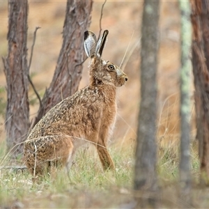 Lepus capensis at Lyons, ACT - 14 Oct 2024 10:50 AM