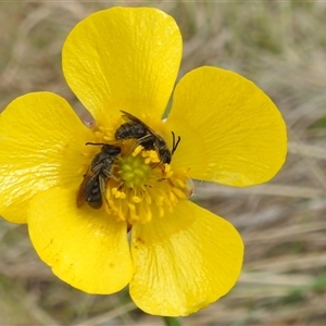 Lasioglossum (Chilalictus) lanarium at Kambah, ACT - 14 Oct 2024