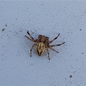 Thomisidae (family) (Unidentified Crab spider or Flower spider) at Narrandera, NSW by HappyWanderer