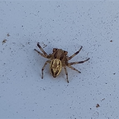 Unidentified Spider (Araneae) at Narrandera, NSW - 6 Oct 2024 by HappyWanderer