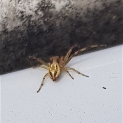 Thomisidae (family) at Narrandera, NSW - 6 Oct 2024