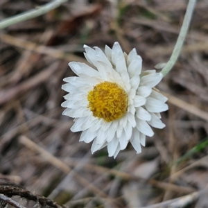 Leucochrysum albicans subsp. tricolor at Yarra, NSW - 14 Oct 2024