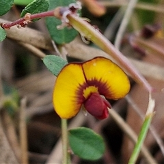 Bossiaea buxifolia (Matted Bossiaea) at Yarra, NSW - 14 Oct 2024 by trevorpreston