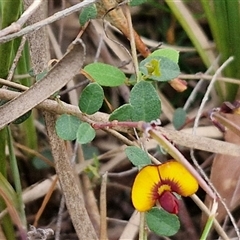 Bossiaea buxifolia at Yarra, NSW - 14 Oct 2024 04:08 PM