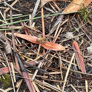 Apis mellifera at Dunbogan, NSW - 13 Oct 2024