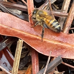 Apis mellifera at Dunbogan, NSW - 13 Oct 2024