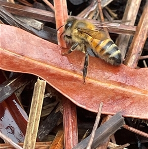 Apis mellifera at Dunbogan, NSW - 13 Oct 2024 10:52 AM