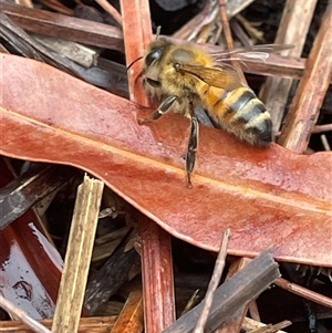 Apis mellifera at Dunbogan, NSW - 13 Oct 2024