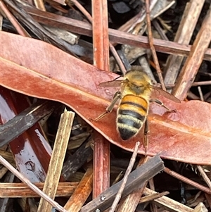 Apis mellifera at Dunbogan, NSW - 13 Oct 2024