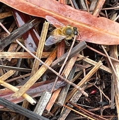 Apis mellifera at Dunbogan, NSW - 13 Oct 2024