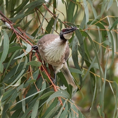 Philemon corniculatus (Noisy Friarbird) at Lyons, ACT - 14 Oct 2024 by Gallpix