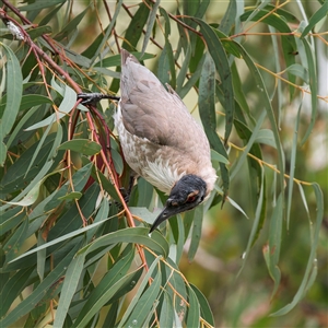 Philemon corniculatus at Lyons, ACT - 14 Oct 2024