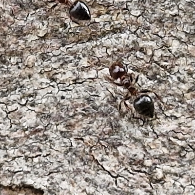 Crematogaster sp. (genus) (Acrobat ant, Cocktail ant) at Yarra, NSW - 14 Oct 2024 by trevorpreston