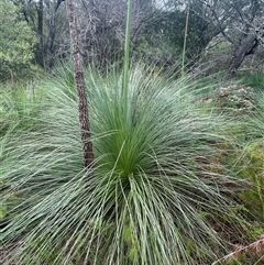 Unidentified Grass at Dunbogan, NSW - 12 Oct 2024 by Nette