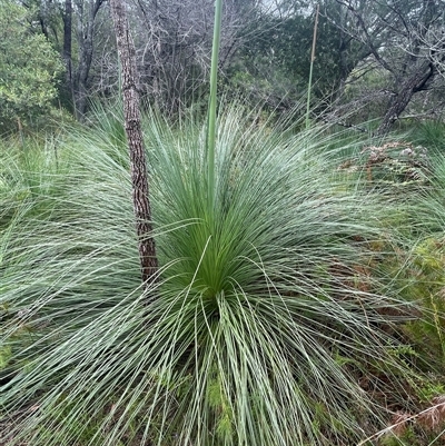 Xanthorrhoea sp. by Nette