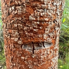 Persoonia levis at Dunbogan, NSW - 13 Oct 2024 by Nette