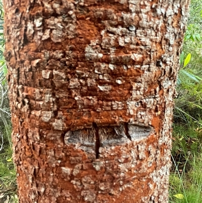 Persoonia levis at Dunbogan, NSW - 13 Oct 2024 by Nette