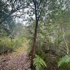 Persoonia levis at Dunbogan, NSW - suppressed