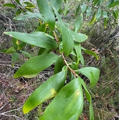 Persoonia levis at Dunbogan, NSW - suppressed